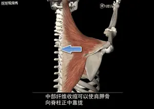肩胛骨内收