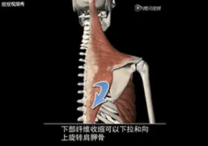 肩胛骨下压