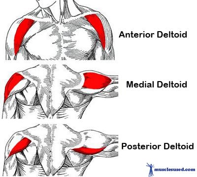 Deltoid-Divisions1.jpg